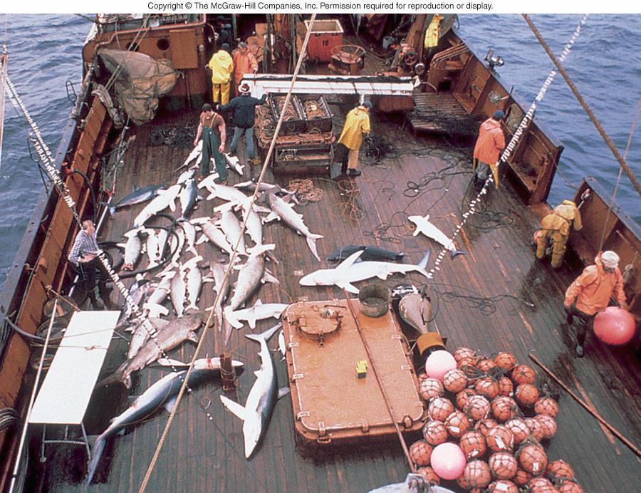 over-harvesting of sharks has become a major issue used for steaks,