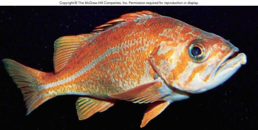 Emperor Angel fish, chromatophores give