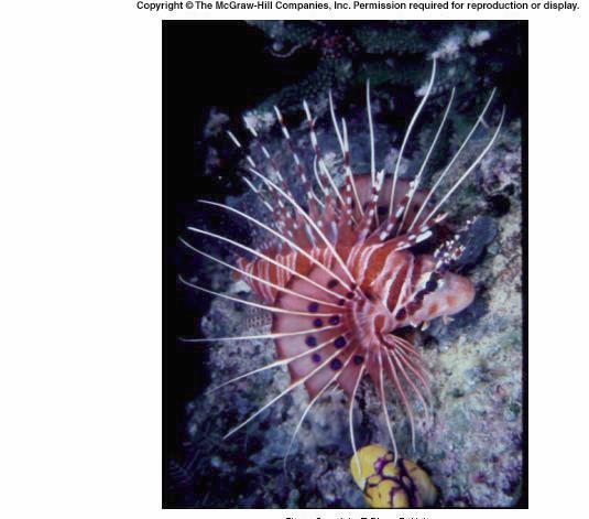 The lion fish (Pterois radiata), red color advertises the fact that the spines contain a strong venom.