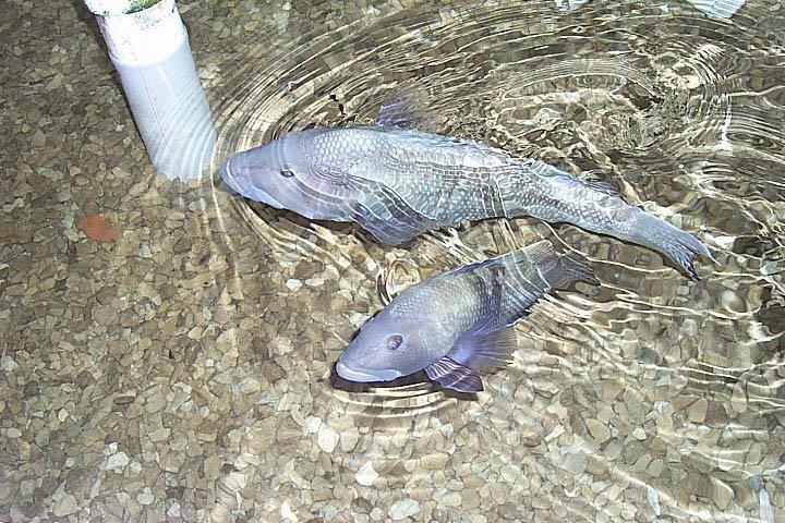 Adaptive Behaviors In some fishes, the fish changes its sex as it gets older. Example: Black Sea Bass -protogynous hermaphroditism It is female first.
