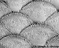 Ctenoid scales Ctenoid scales have a variously developed spiny posterior margin (the word "ctenoid"