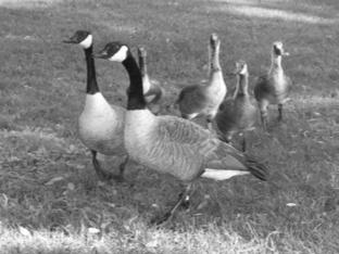 Why are Canada Geese protected by law? Canada Geese are a public resource, protected under the Migratory Birds Convention Act, 1994 (MBCA).