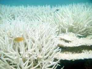 Organisms Affected by Temperature Rise Coral is vulnerable to temperature changes Reefs will bleach (eject their symbiotic algae) at even a slight temperature rise Bleaching slows coral growth, makes