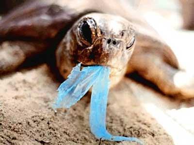 Marine Pollution Many ocean pollutants are released into the environment far upstream from coastlines Solid waste like