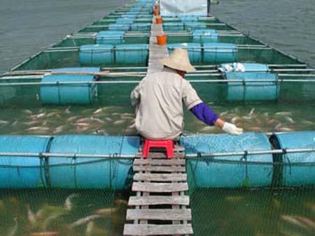 Aquaculture this is the practice of raising fish and other water