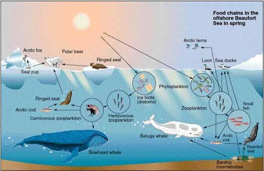 How is Marine Life Dependent on Oceans Systems?