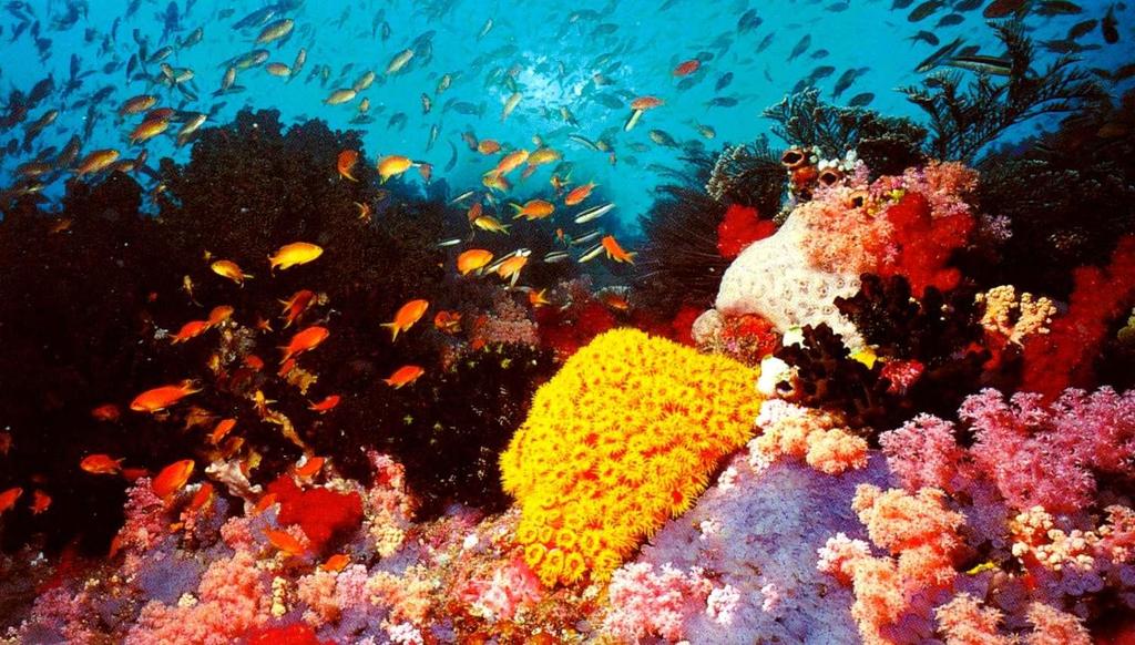 Coral Reefs Coral Reef ecosystems commonly found in shallow seas of many