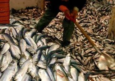 Overfishing is taking wildlife from the sea at rates too high for fish species to replace themselves Overfishing Fisherman remove more than 170 billion pounds of wildlife a year from the seas