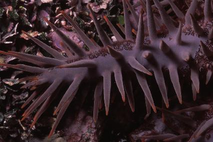 Figure 2. A Crown of Thorns Starfish (COTS) observed in the station Haruina.