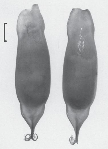 328 Bor, van Oijen & Magenta. Egg capsule of coral cat shark. Zool. Med. Leiden 77 (2003) Fig. 5. Egg capsules of A. fasciatus. Compagno & Stevens, 1993. From Compagno & Stevens (1993, fig. 10).