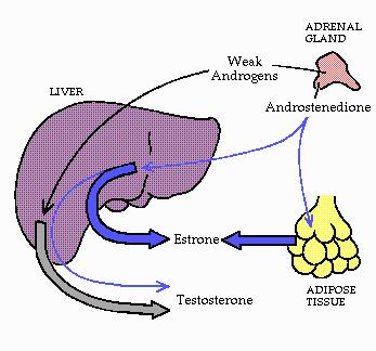 Aromatize= the conversion of testosterone to estrogen.