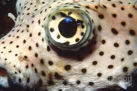 The Fish Nervous System The eyes are structured slightly differently In humans, the lens