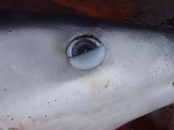 The Fish Nervous System In some sharks, the eye is covered by a nictitating membrane that covers the eye this clear
