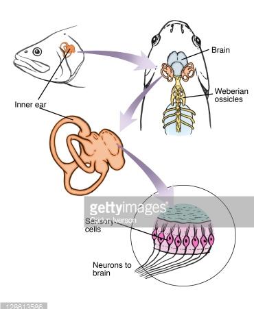The Fish Nervous System The inner ears are set in