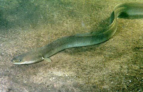 American Eel live in freshwater