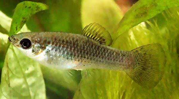 Reproduction in Fish RARE: A few species are parthenogenic - in this reproductive plan, young develop directly from