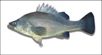 Name: Block: Due Date: Perch Dissection Lab Background The fish in the class Osteichthyes have bony skeletons. There are three groups of the bony fish: ray-finned, lobe-finned, and the lungfish.