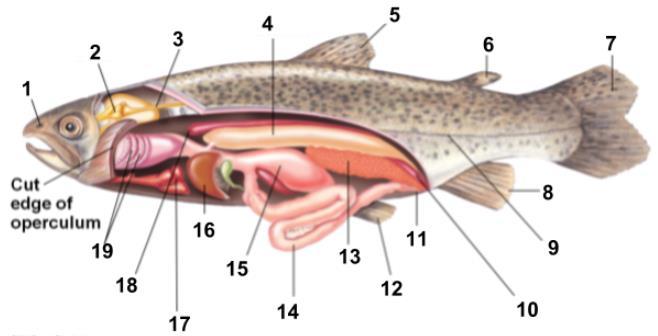 Figure 5: Internal Perch Anatomy Label # Body Part Label