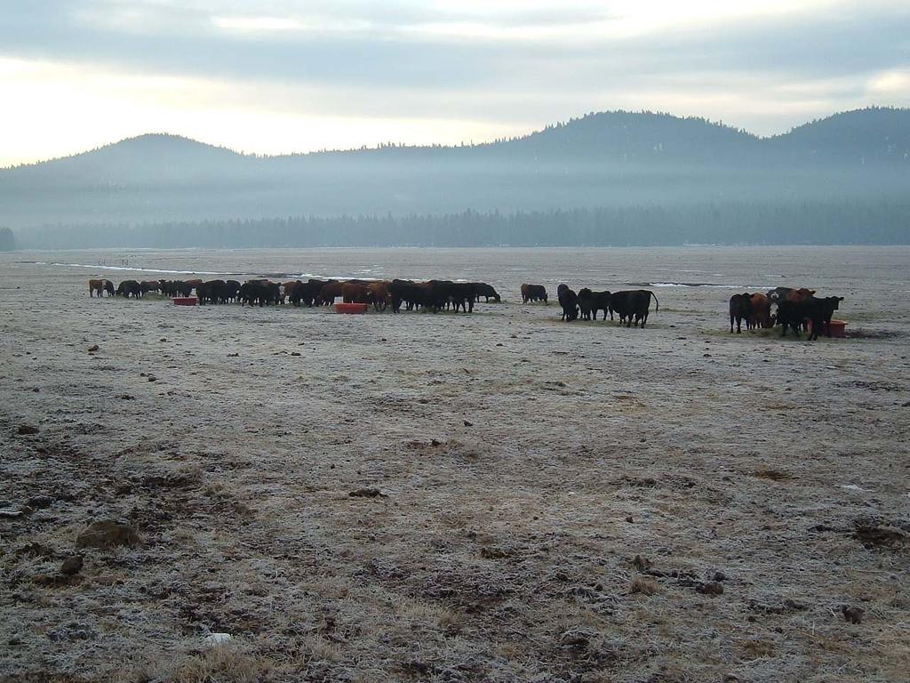 Weather and Modoc County As stated on the Wikipedia website: Feeding cows early morning Modoc County is a county located in the far northeast corner of the U.S.
