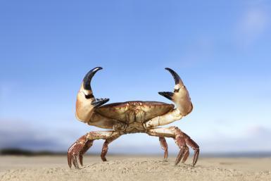 Two types of adaptations: Physical and behavioral One physical adaptation is a crab's hard shell, which protects it from predators, drying out and being