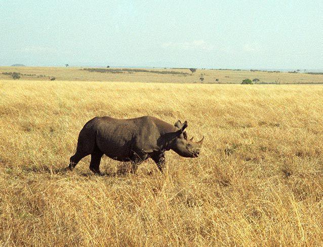 Animals that are extinct because of humans!! The Western Black Rhinoceros was sadly went extinct in 2011.