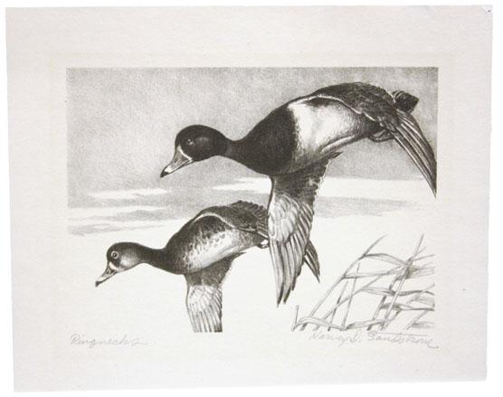 5016 5016 Harlequin Ducks. Print, first edition signed John H.