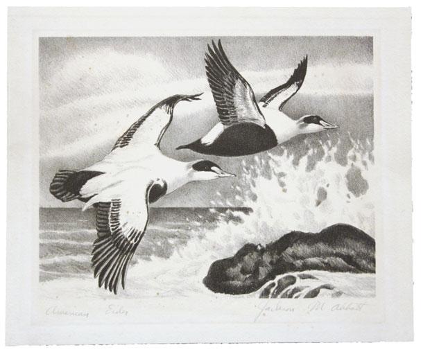 example of $2.00 1956 Hunting Permit (RW23) accompanies..... E. 1,000-1,500 5019 5019 American Eider. Etching, signed Jackson M.