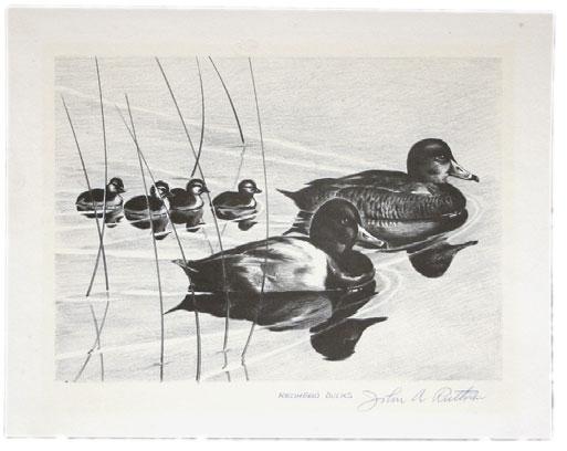5022 5022 Redhead Ducks. Etching, first edition signed John A.