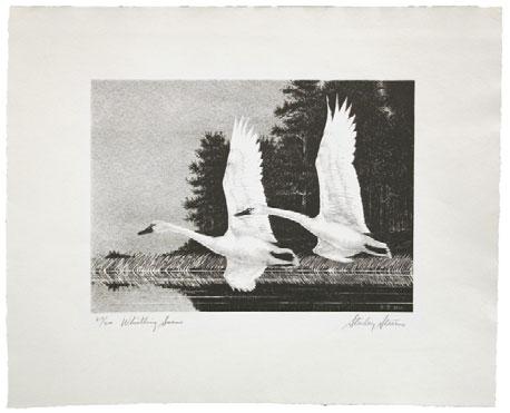 5030 5031 5030 Whistling Swans. Etching, first edition signed Stanley Stearns in pencil at bottom right and 217/300 Whistling Swans in pencil at bottom left, image size 268 x 192mm, example of $3.