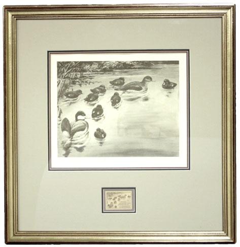 5006 5006 Family of Ruddy Ducks. Etching, signed E. R. Kalmbach in pencil with Migratory Bird Hunting Stamp 1941-42 in pencil at bottom left, image area 227 x 180mm, framed and matted with issued stamp $1.