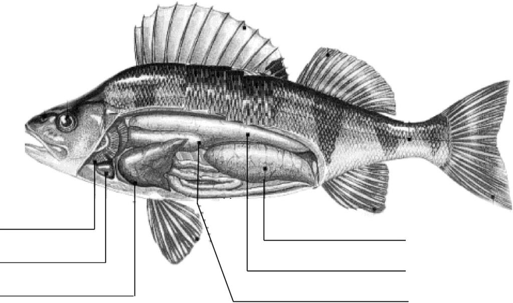 Anatomy of the Fish Use the following words to identify the internal organs of this fish.