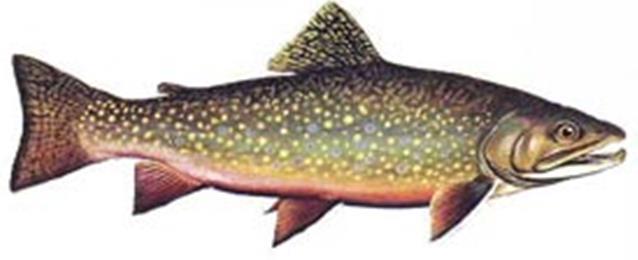 What I remember What is an aquatic habitat? For our project, the type of fish we will study is the brook trout.