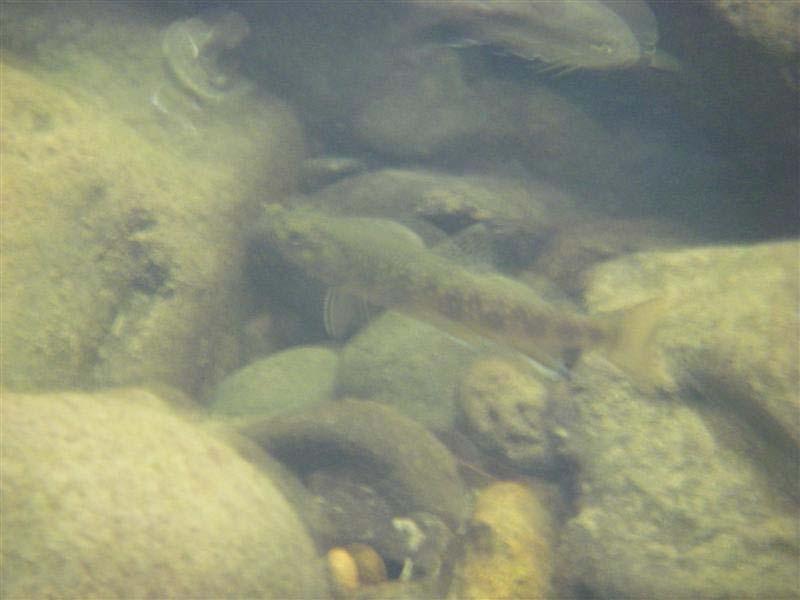One observation this year is the first noted presence of brook trout (see Figure 3) in the monitoring reach.