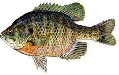crappie. Prefer areas of submerged brush or other structures.