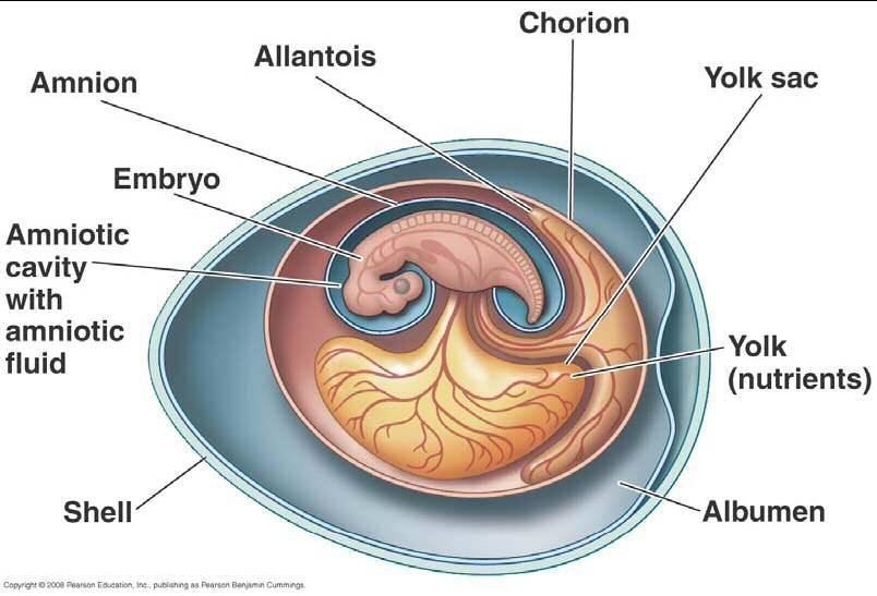 The Amniote Egg Four extraembryonic membranes: (1) Amnion (produces amniotic fluid to cushion the developing embryo) (2) Chorion