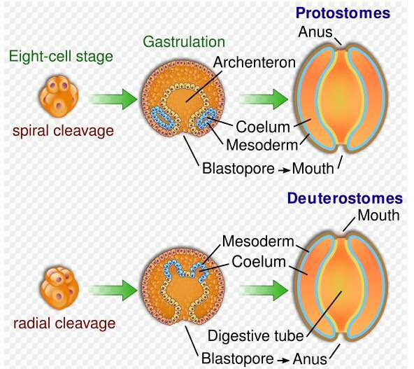 3 So what is a Protostome?