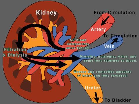 kidney.
