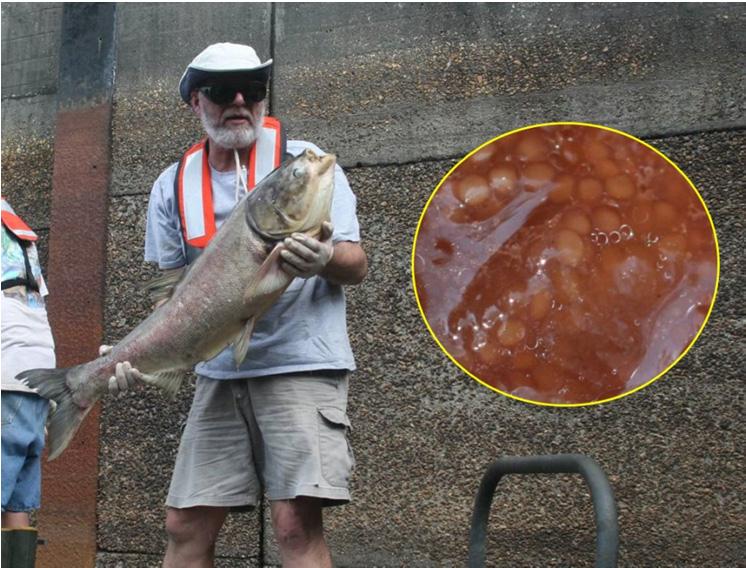 W.T. Slack et al. Figure 3. Co-author (JJH) holding the first silver carp collected during the 2012 fish kill in the West Pearl River Navigation Canal Lock-and-Dam No. 1.