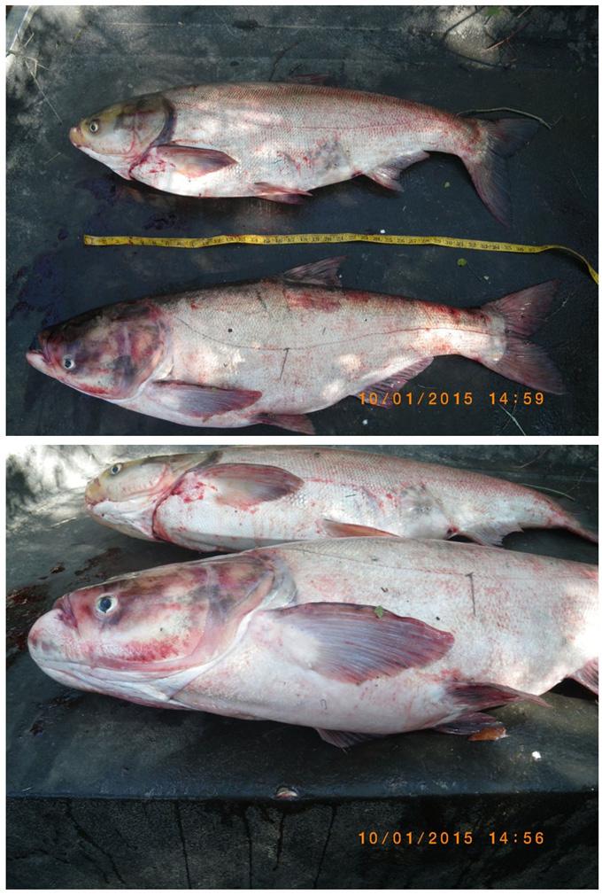 Bigheaded carp occurrence in Pearl River, LA-MS Figure 4.