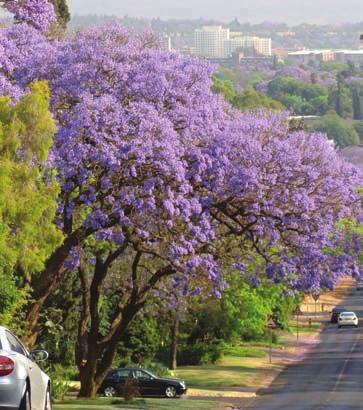 1.4 Purpose of the guidelines Jacaranda trees along a main road in the city The purpose of these guidelines is to provide an overview of the process of developing, implementing and maintaining road