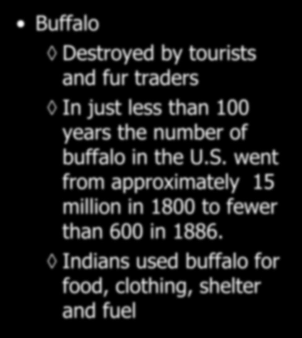 Buffalo Destroyed by tourists and fur traders In just less