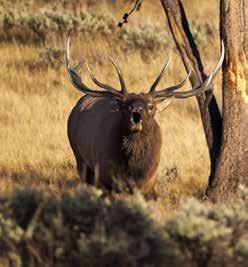 bid price Take advantage of this special opportunity from Colorado Parks and Wildlife to hunt elk in this beautiful state for more than four months!