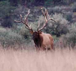 nonresident $250) and a general hunting license (resident $20.70 or nonresident $101.70) The Pennsylvania Game Commission once again offers the amazing opportunity to hunt elk in the Keystone State.