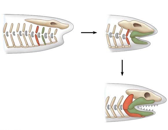 SHARKS AND RAYS (jawed vertebrates) Kingdom: Animalia Phylum: Chordata Class: