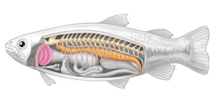 RAY FINNED FISHES (jawed vertebrates) Kingdom Animalia Phylum Chordata
