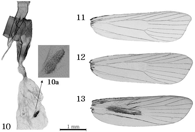 114 Florida Entomologist 91(1) March 2008 Figs. 10-13. Female genitalia and wing venations of Pectinimura spp. (10) Female genitalia of P.