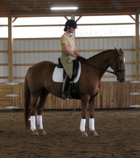 Activating the hind quarters in timing with the landing of the inside hind combined with the outside rein half halt gets the horse to elevate the forehand, says Cindy.