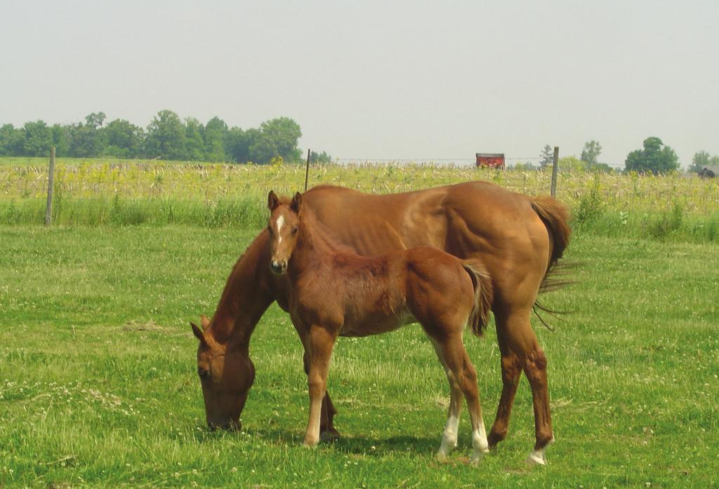 Ask the Vet with Dr. Steve Fisch, DVM What is the recommended vaccination schedule for broodmares and foals and why?
