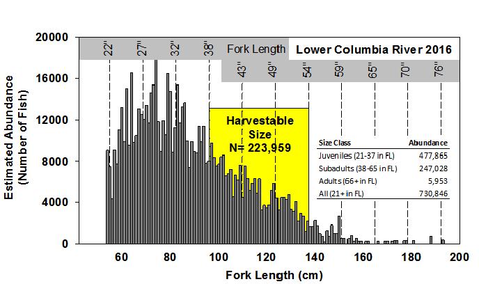 status threshold of 9,50 fish. Table. Estimated and projected abundance of 38 54-inch fork length white sturgeon in the lower Columbia River, 008-07.