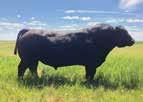 42D is a long, thick & strong bull that ll mature into a muscular herdsire with great maternal merit & will be really easy fleshing.